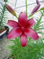 [1662 Cigalon No01.JPG]